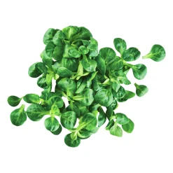 Feldsalat