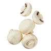 Große Kulturchampignons