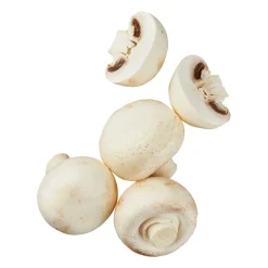 Große Kulturchampignons
